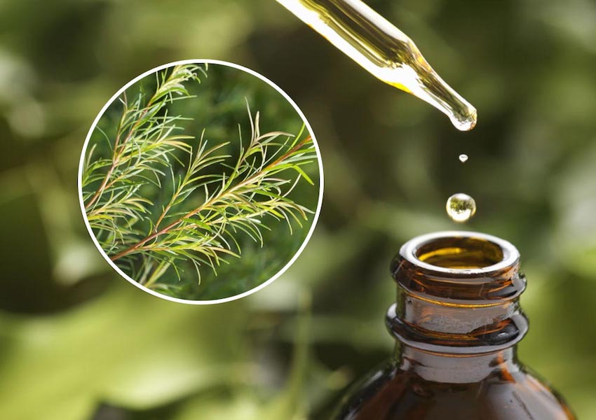 روغن درخت چای 3 روغن درخت چای