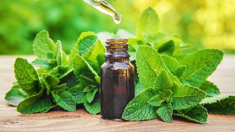 روغن نعناع 3 روغن نعناع