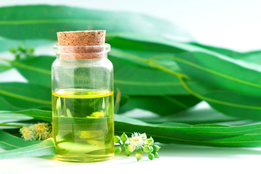 روغن اکالیپتوس 1 روغن اکالیپتوس