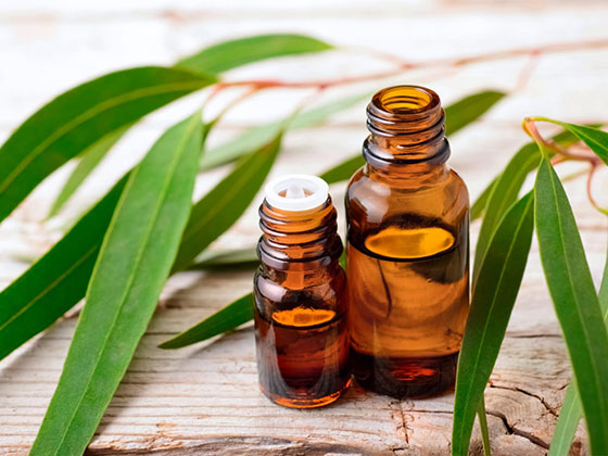 روغن اکالیپتوس 3 روغن اکالیپتوس