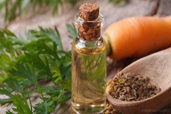 روغن هویج 4 روغن هویج