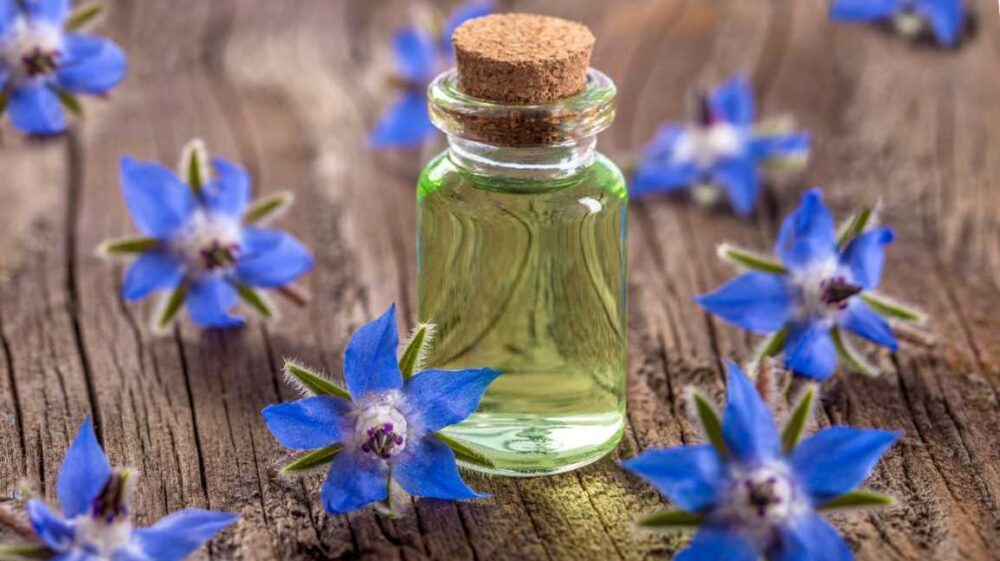 روغن گل گاوزبان 3 روغن گل گاوزبان