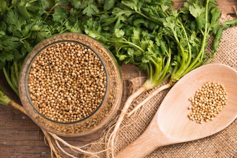 تخم گشنیز