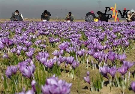 زعفران درجه یک قائنات مشهد 19 زعفران