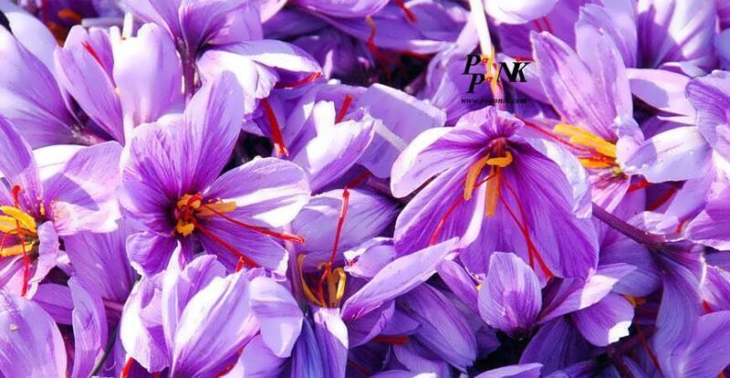 زعفران