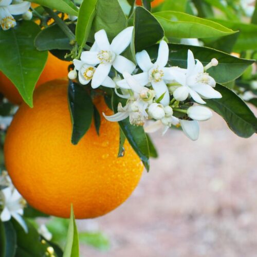عرق بهارنارنج