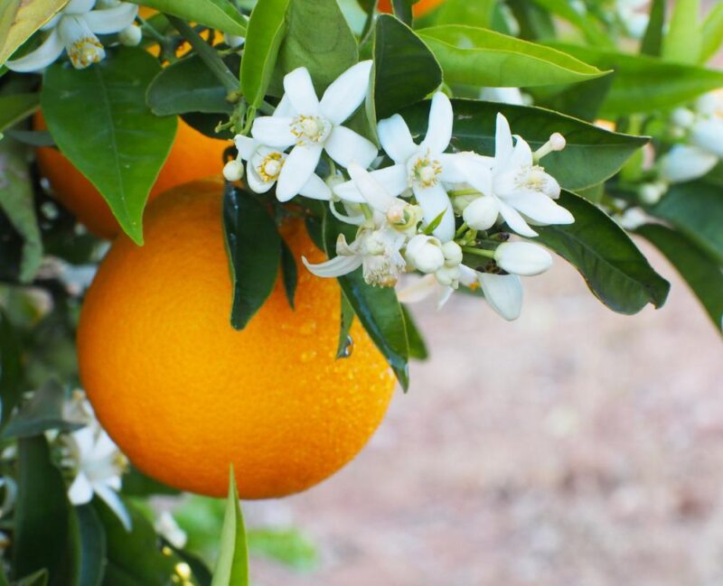 عرق بهارنارنج