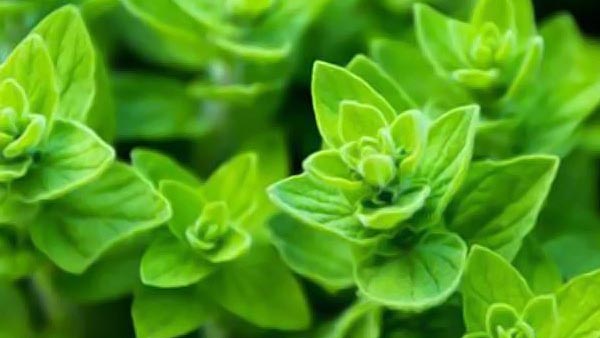 عرق کاکوتی درجه یک میمند فارس 6 عرق کاکوتی