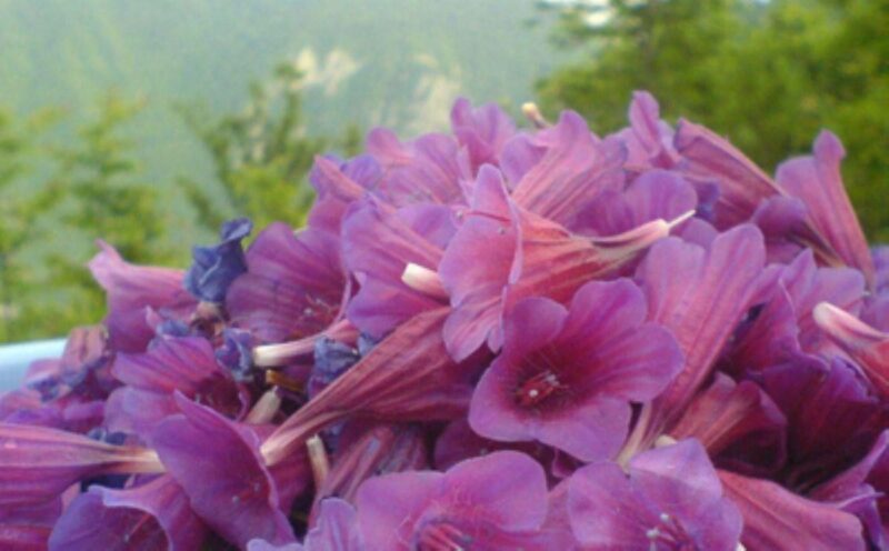 عرق گل گاوزبان
