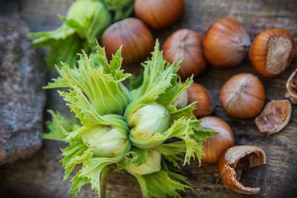 فندق | فندق تازه بوداده درجه 1 اشکورات گیلان 7 فندق تازه