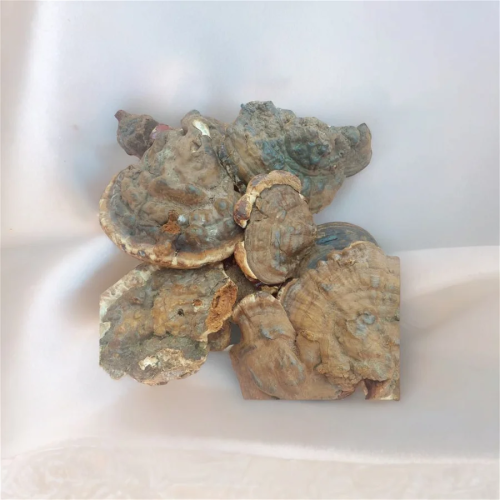 قارچ گانودرما طبیعی