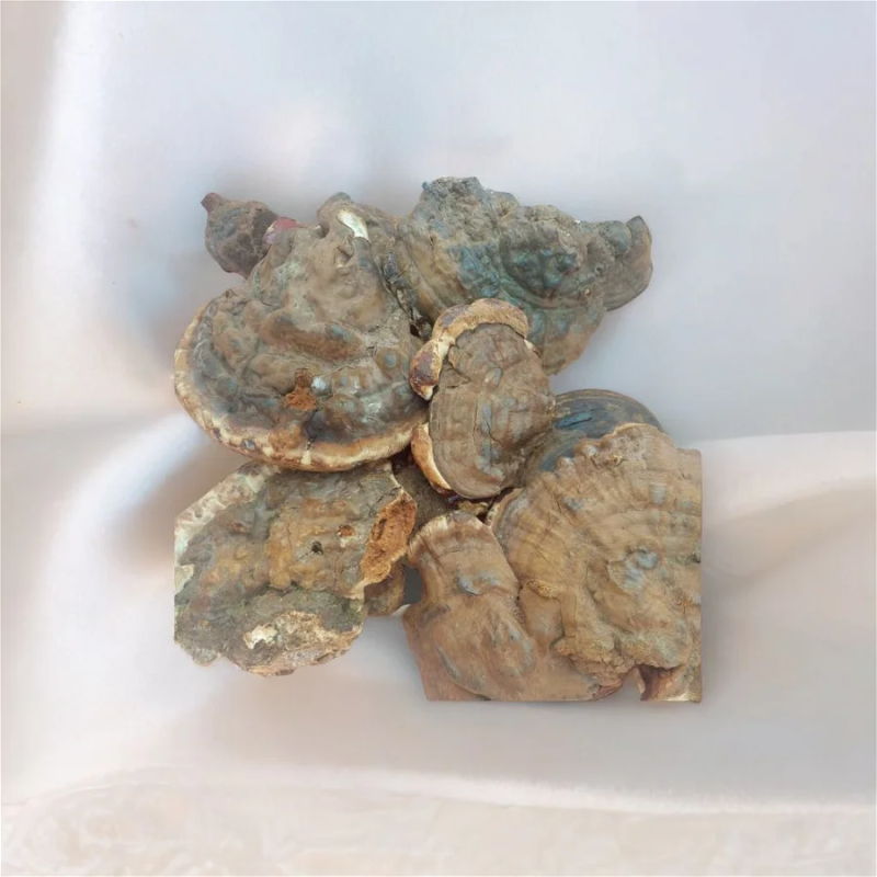 قارچ گانودرما طبیعی