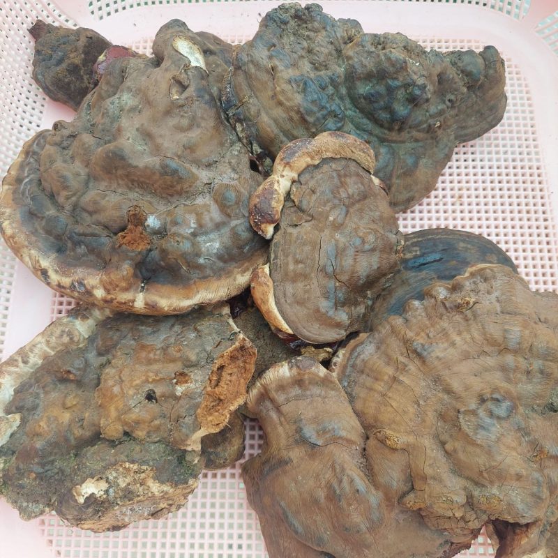 قارچ گانودرما طبیعی
